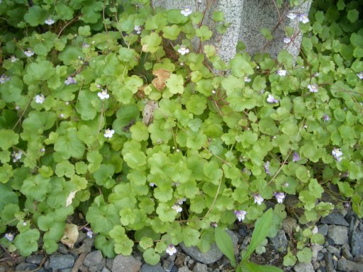 ２種類のベロニカ 花あかり 日記